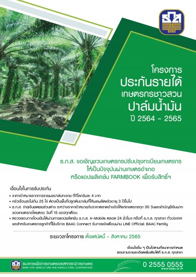 ธ.ก.ส. เดินหน้าโครงการประกันรายได้เกษตรกรชาวสวนปาล์มน้ำมัน สร้างความมั่นคงด้านราคาและการผลิต