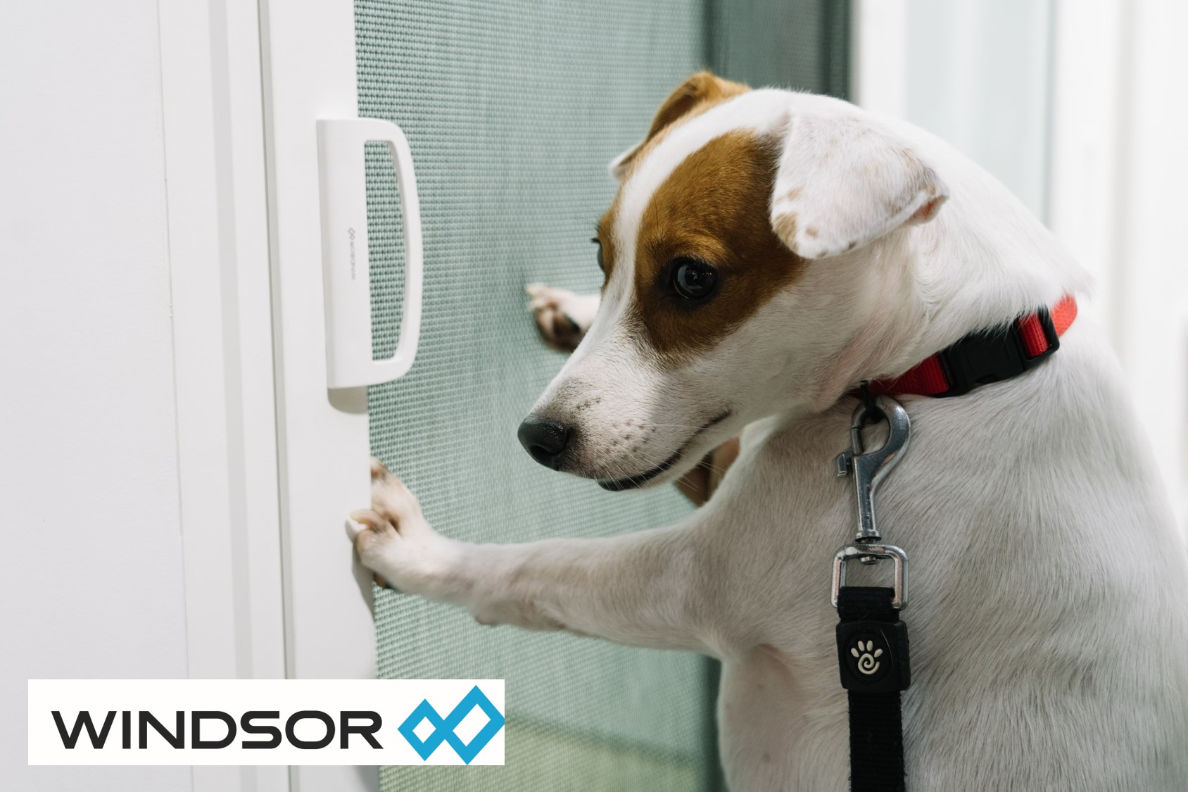 วินด์เซอร์” เอาใจคนรักสัตว์เลี้ยง เปิดตัวนวัตกรรมมุ้งไวนิล รุ่น “Pet Friendly”